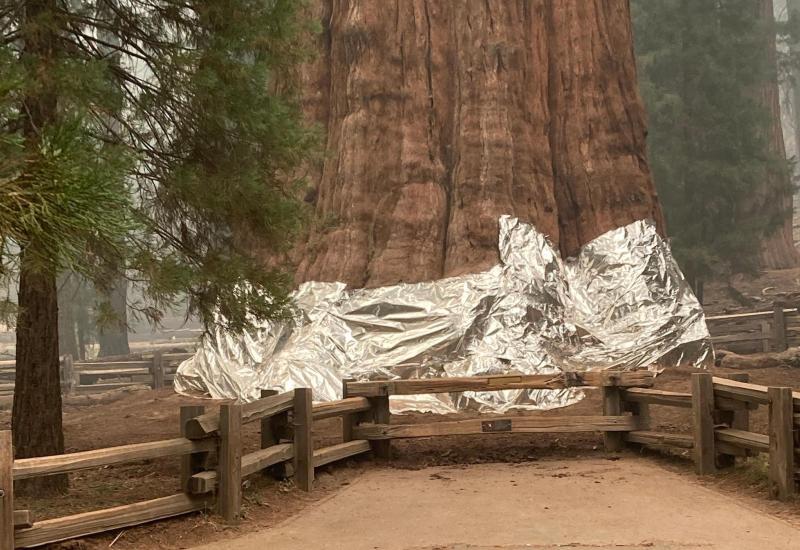Najveće stablo na svijetu umotano u deke otporne na vatru